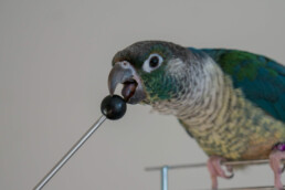 Target trénink s papoušky