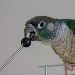 Target trénink s papoušky