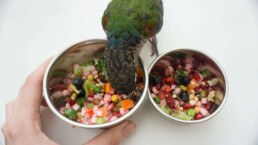 Jak naučit papouška jíst zeleninu