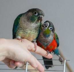 Jak naučit papouška na ruku