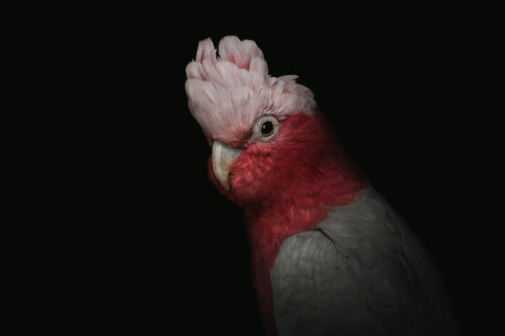 kakadu růžový_papoušek a obezita