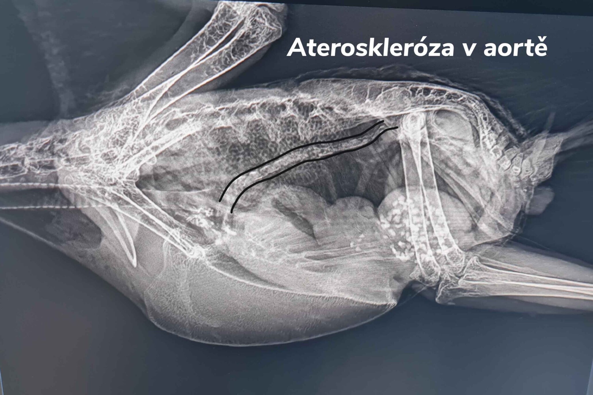 ateroskleróza u papouška